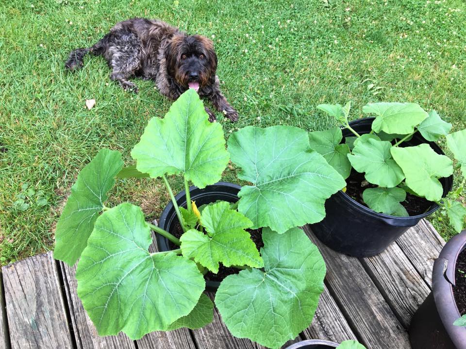 Big Zucchini 