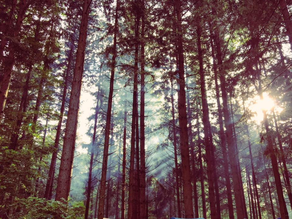 woods fog