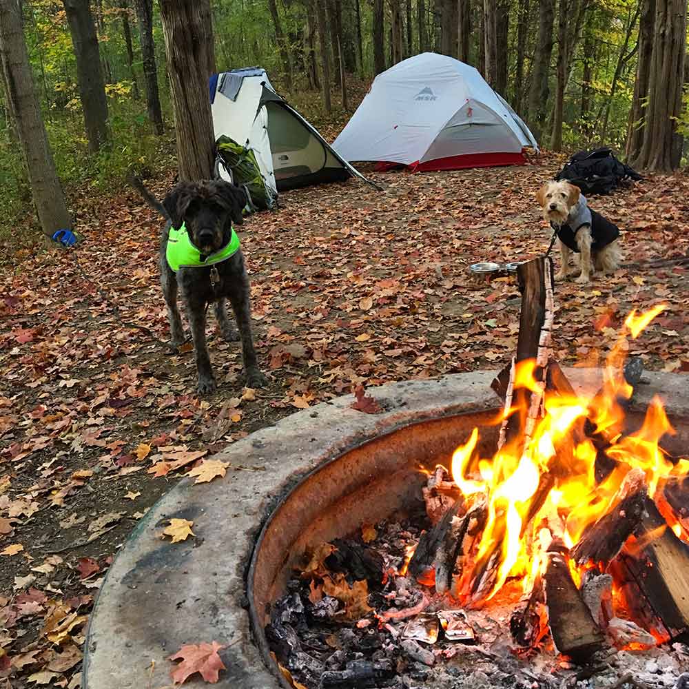 fire-camping-dogs-campsite