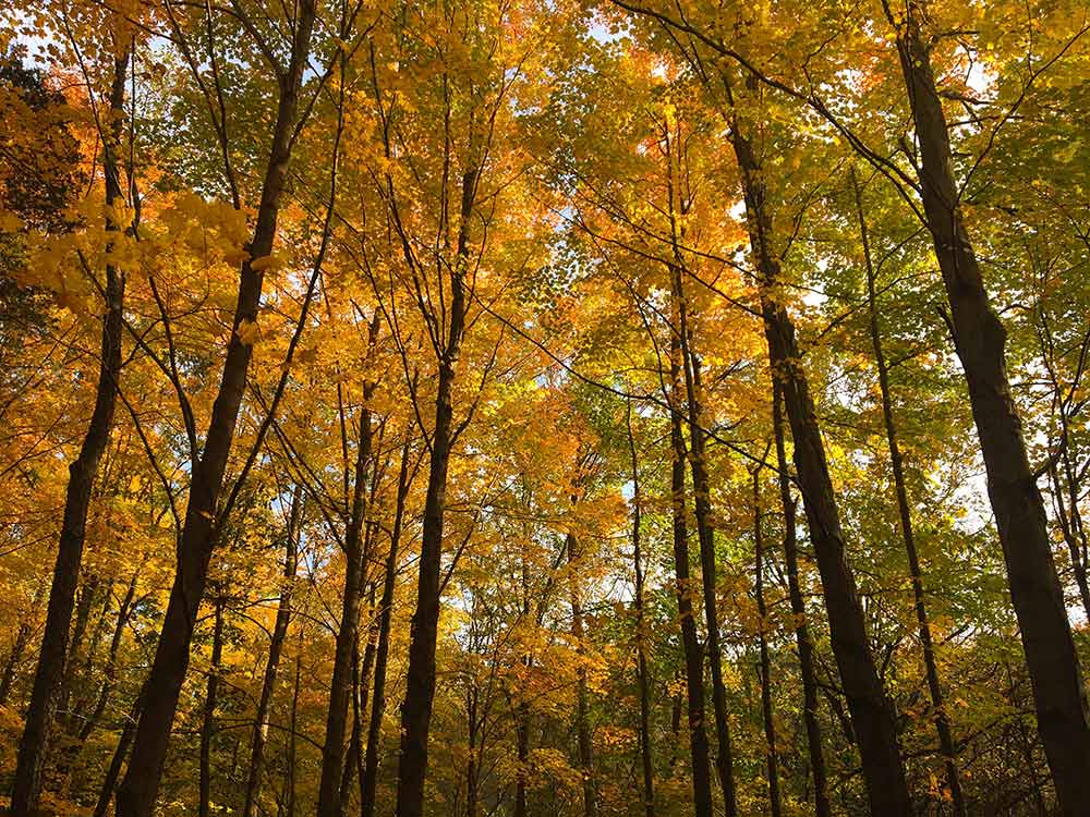 yellow-trees-fall-color