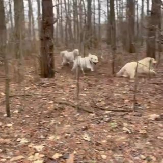 Happiness is… a family of dogs romping through the woods together. Why does watching these dogs just be dogs fill me with so much joy?! ✌️❤️🐶

#everydoghasitsday #happydogs #dogsofinstagram #dogswhohike #pyredoodle #pyredoodlesofinstagram #funisthebest #happydogsarethebestdogs #dogfamily
