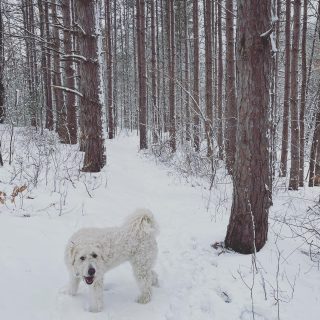 The polar bear in her natural habitat

#polarbear #mustlovedogs #pyredoodle #pyredoodlesofinstagram #winterhike #hikingwithdogs #dogswhohike #snow #optoutside #liveoutdoors #woods #inthepines #findmeoutside #hikingtrails