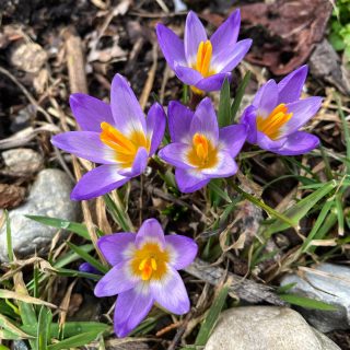 Such a glorious sight🌱

#spring #growth #crocus #garden #bulbs  #growingseason2023 #flowers#springtime #countingthedays #outsideisthebestside #lifesagardendigit #michiganspring