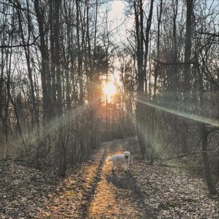 Nothing better than Monday morning miles with the best

#morning #hike #sunrise #morninghike #trails #dawn #dogswhohike #hikingbuddy #morningmovement #nature #mondaymotivation #springhassprung #outsiders