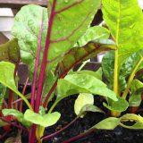 Swiss Chard