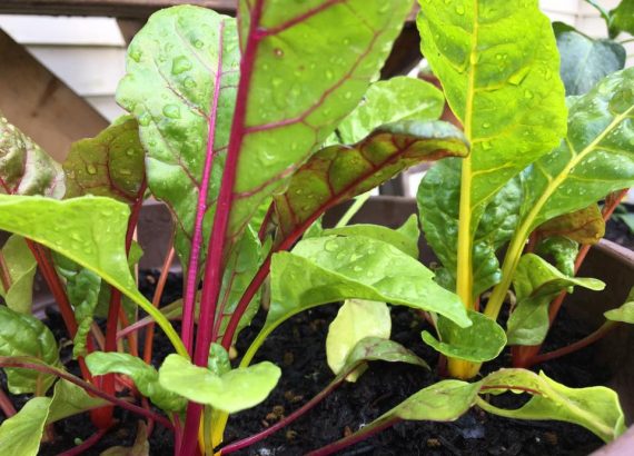 Swiss Chard