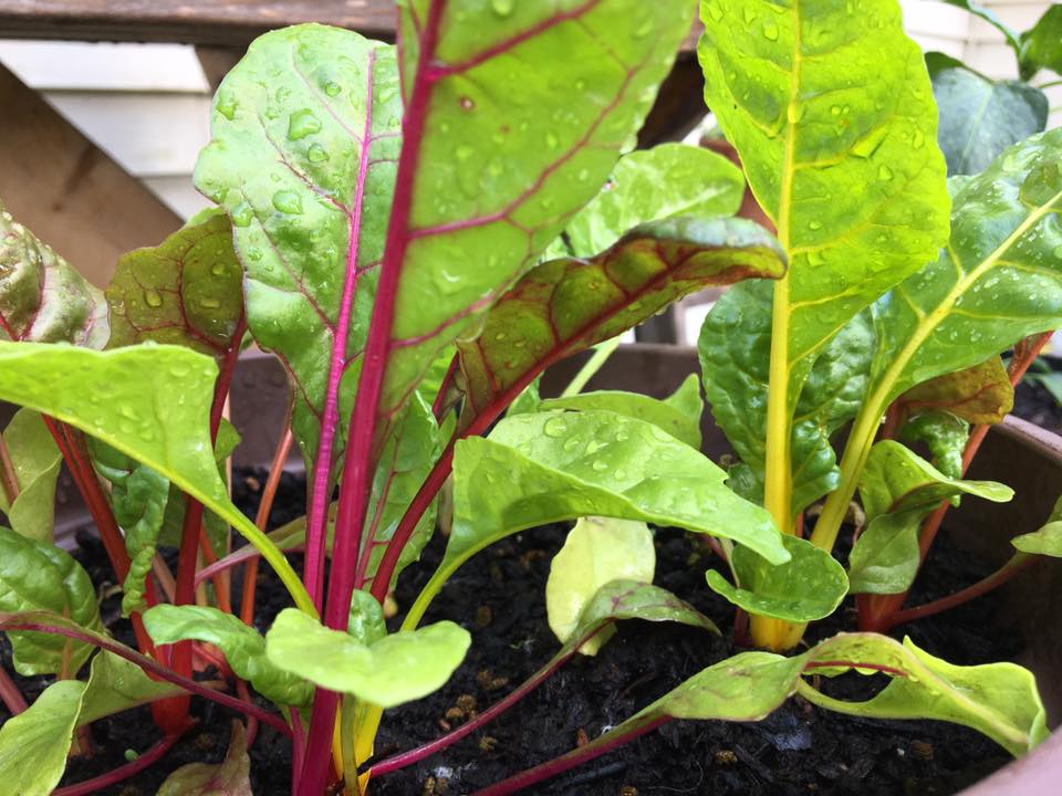 Swiss Chard